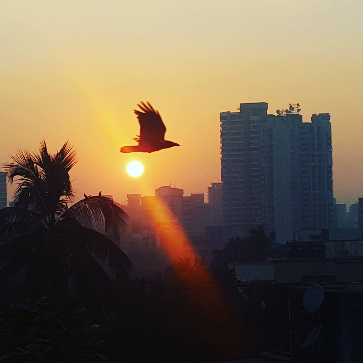 atsy16's tweet photo. As sun sets for one last time in 2016, a bird flies past it. #Goodbye2016 https://t.co/vNEcRfgjM6
