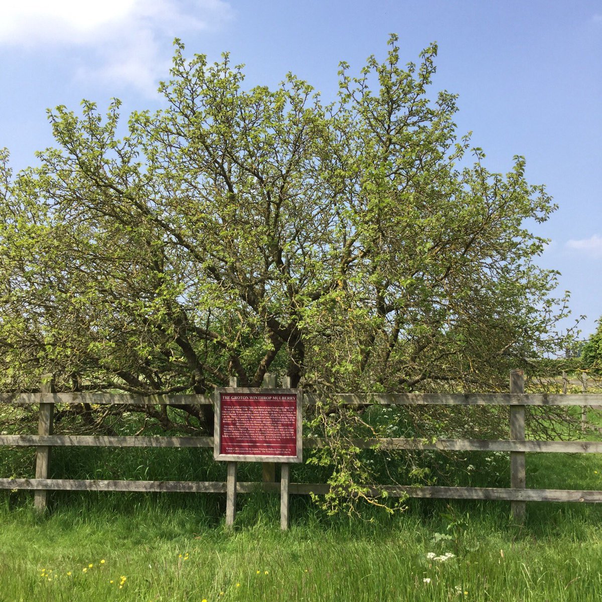 TiCLme's tweet photo. You pointed out the lovely 450 year old Groton Winthrop mulberry tree

Great Trees of Britain #GTOB @arborsmarty

#TiCL2016 #TreeCharter https://t.co/wdzh2vKqgG