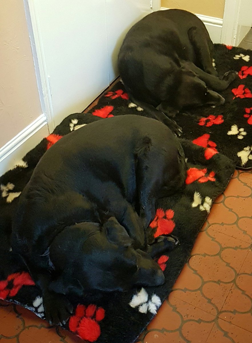 sunkfarmer's tweet photo. Given the boys a treat today #newrugs #labradorables #samdixon #digbydixon @Bobbss @charliedixonnn @el_dix1 #cosycritters https://t.co/m9QRRkZwAd