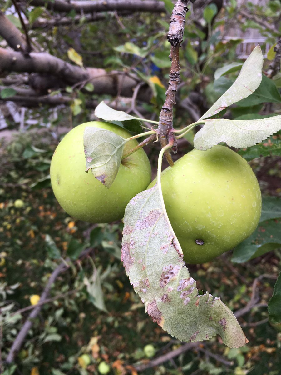 SimplyTreesUT's tweet image. Good read! Who knew that fruit trees can teach how to make New Years resolutions. simplytreesut.blogspot.com/2015/12/out-wi…