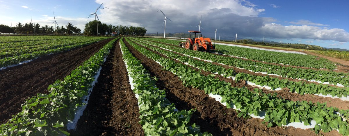 agrotropicalpr's tweet photo. Last picture for 2016 of our cucumber fields. #CropNutrition #Sustainability #ThinkGlobal https://t.co/GUJxGAUpvm