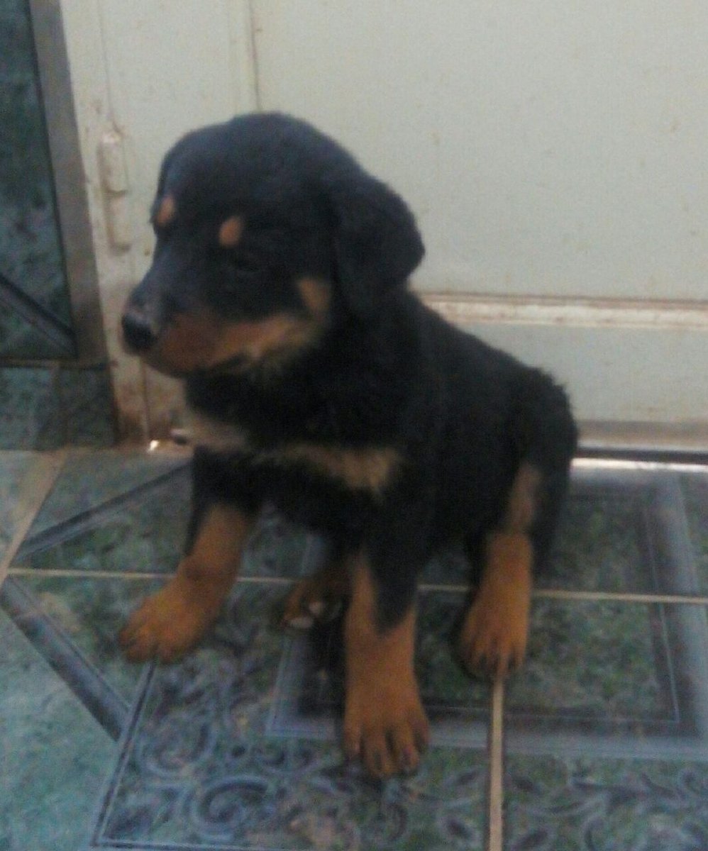Vendo perritos Rottwailer a $1500. Cola cortada y vacunados. Para más información comuníquese por privado