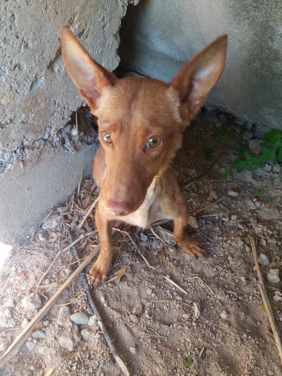 PepiOrtega2's tweet photo. La Podenkita del puente ya  esta rescatada se  va se cargo de ella la Asosacion los Ángeles de lora      

 sevilla  658306539 angelica https://t.co/RfOfN49Odt