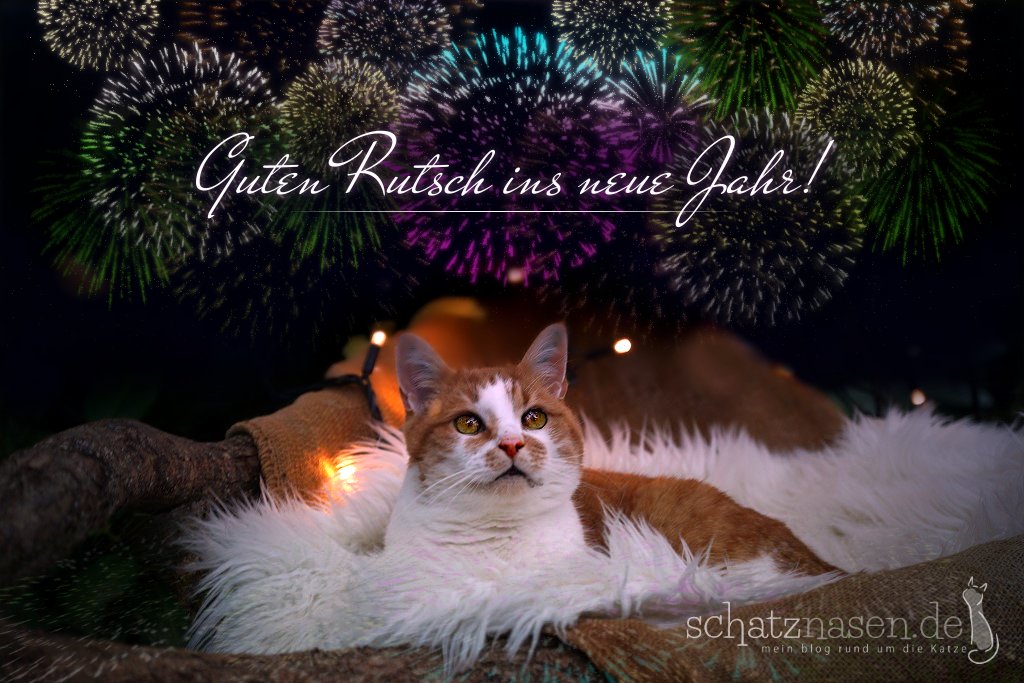 Guten Rutsch, feiert schön! 🍸🎉🐱<a href="/Katzenportal/">Brigitte M. 😎</a> <a href="/Tirolerin45/">dieSchatzen Oma</a> @TerrorCatGang 
<a href="/TribeOfMa/">TheTribeOfMa</a> <a href="/KaterOlli/">Katzenkater</a> @Kater_Caruso <a href="/AngelikaMusser/">Angelika Musser 💚</a> <a href="/GiroGisela/">Sea Shell</a>