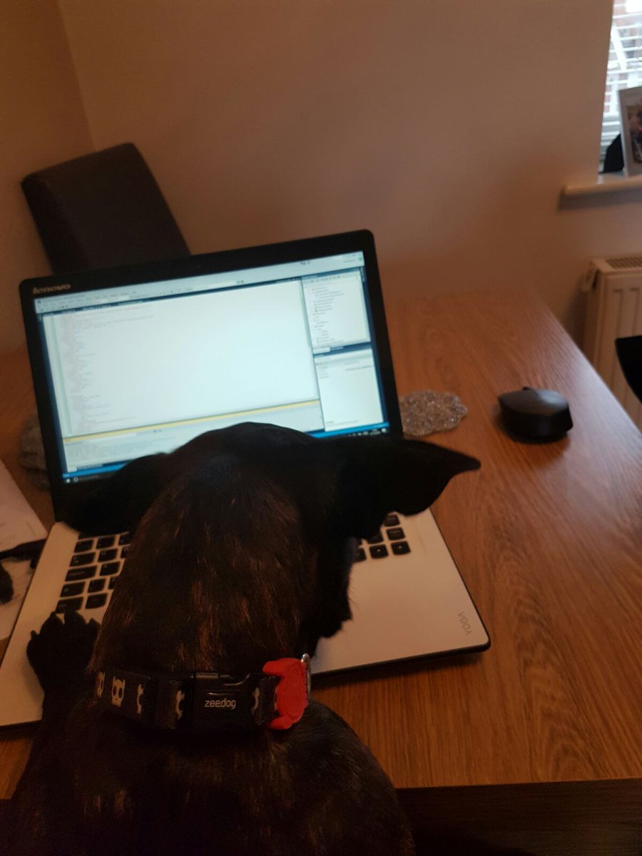 Cloud9people's tweet photo. While Ben takes a Christmas break we handed over the development duties to Ben's dog Ralph...
#CodingDog https://t.co/wuuPMxN2uF