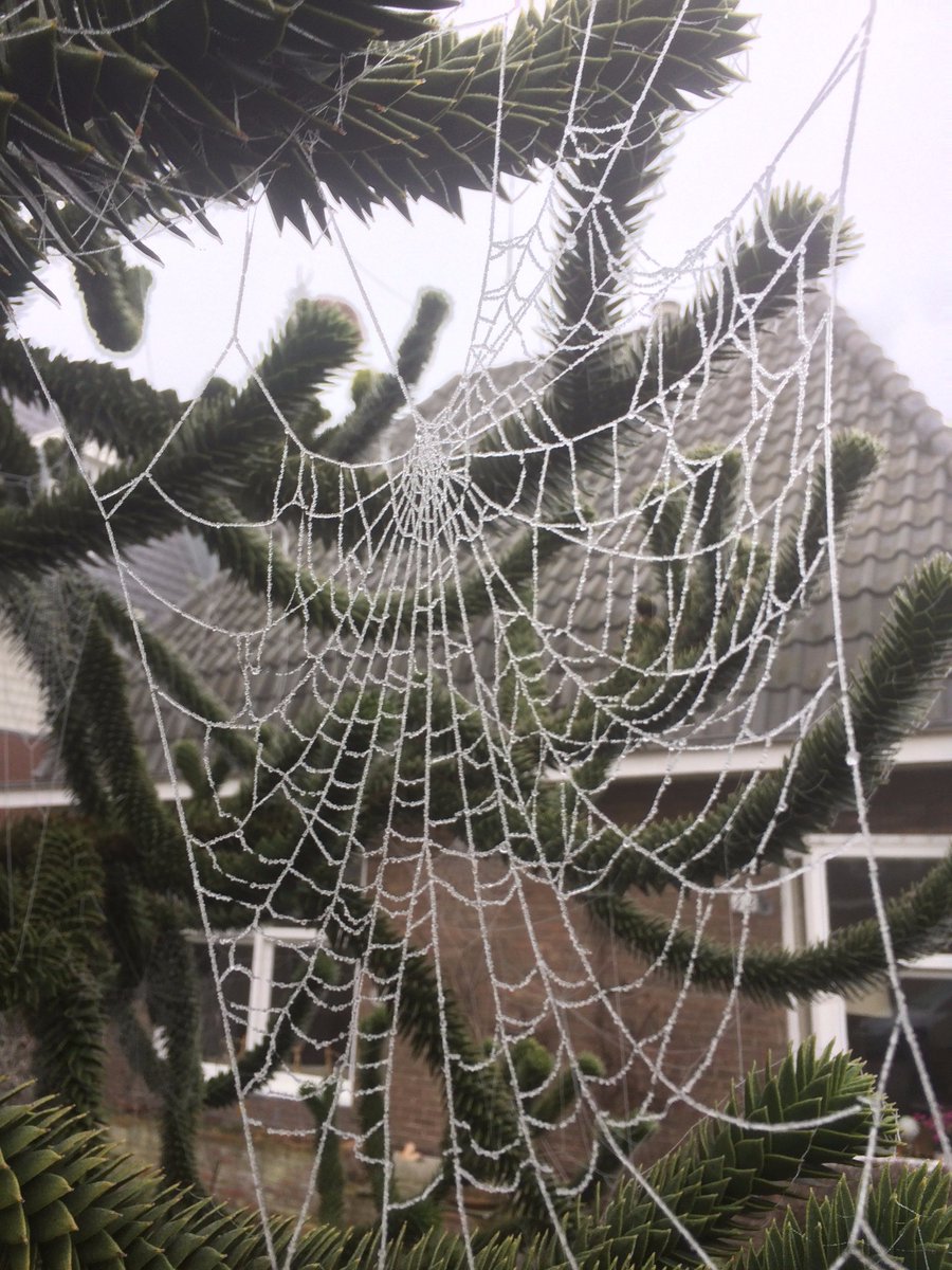 WustMarcel's tweet photo. Ook de #winter is natuurlijk mooi. https://t.co/Po4iW99cCP