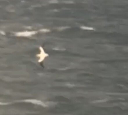 Lothian: CAPE GANNET 1 possible today off Barns Ness. #rbnLTN #rbnMEGA? via @morgithology