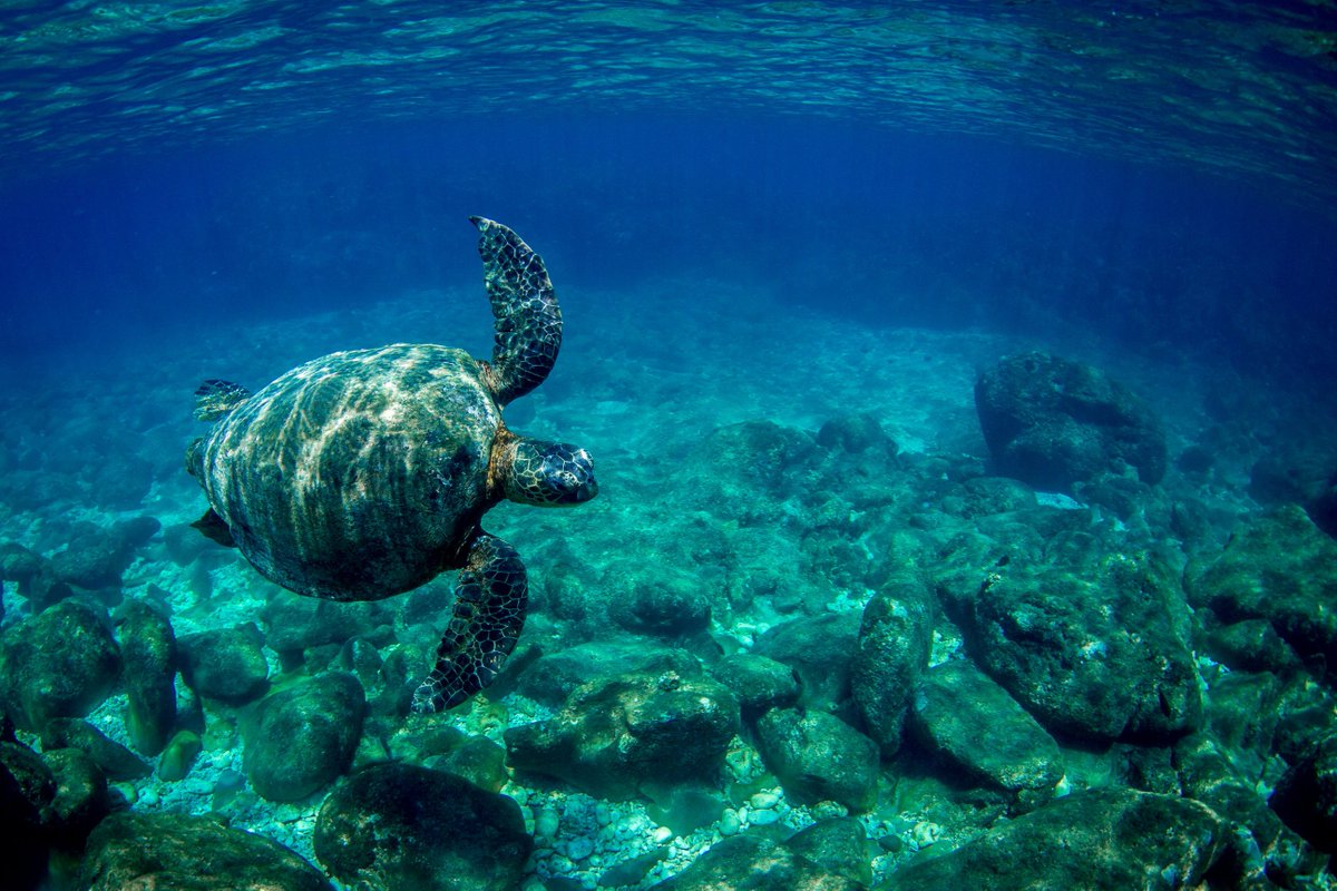 Ka'anapali Beach boasts an abundance of green sea turtles and tropical fish! Join us for a Black Rock Kayak &amp; Snorkel Eco Tour! #maui