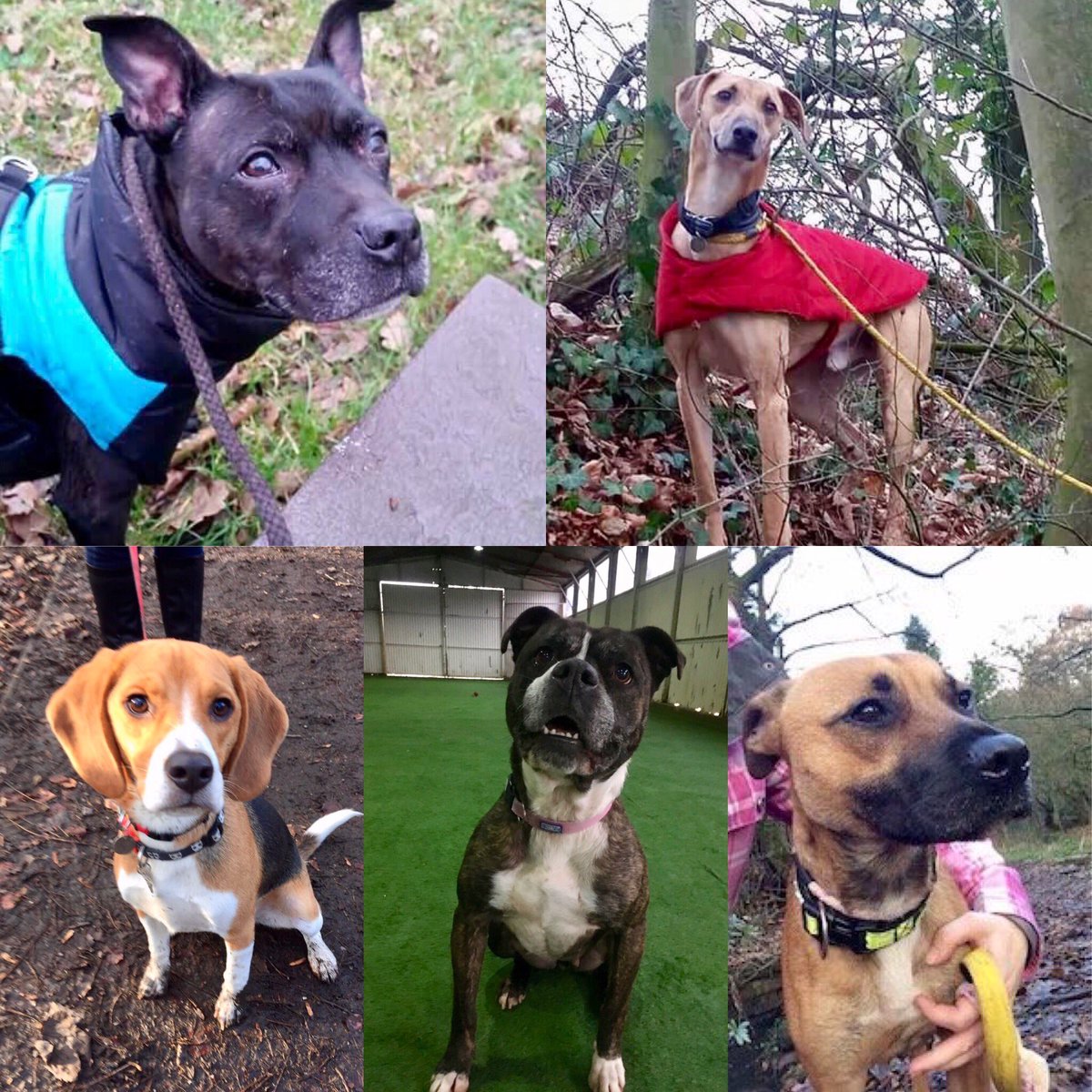 RDR_Dogs's tweet photo. Happy new year to all our supporters please wish for homes us 🐶 https://t.co/JKgdUb1oBF