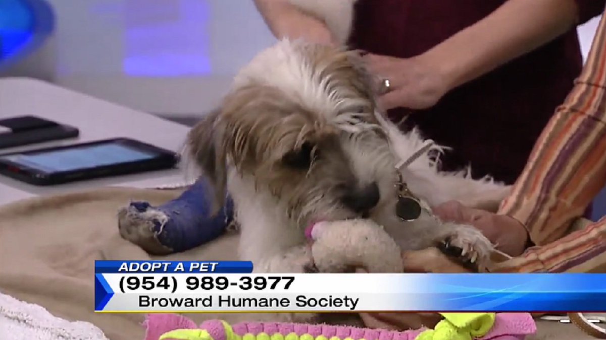 LOOKING FOR A PET? Rocky is a sweet, playful puppy in need of a home.  bit.ly/2hF5Bh0 https://t.co/Mm5WVizEY5