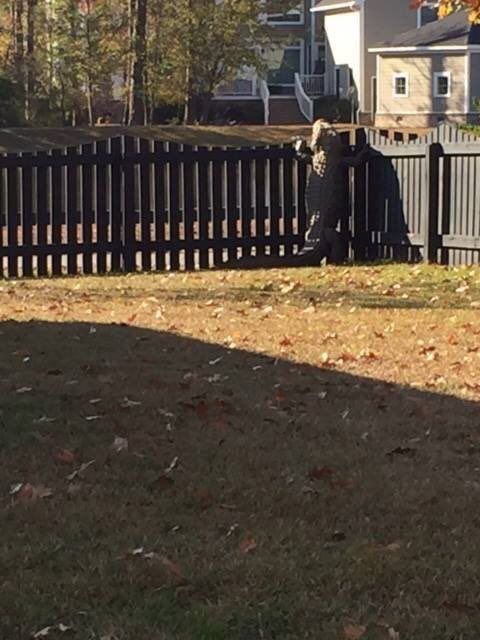 DeodorantCan's tweet photo. Shit my dog is trying to escape https://t.co/Jxf48NebVe