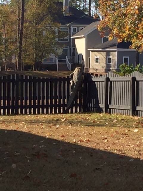 DeodorantCan's tweet photo. Shit my dog is trying to escape https://t.co/Jxf48NebVe