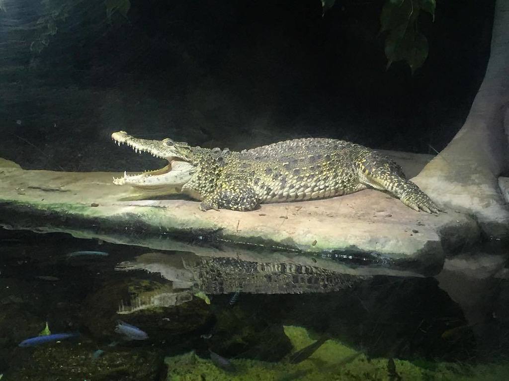 RhubarbBlogger's tweet image. See you later alligator 🐊 ift.tt/2isOP49