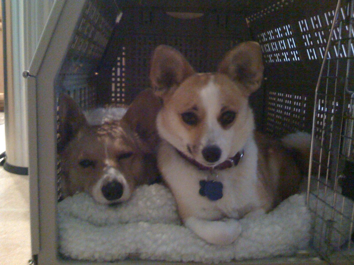 bwellmyfriend's tweet photo. All dogs go to heaven RIP Luv the Morgans #SutterBrown https://t.co/PNwhiLCBqp