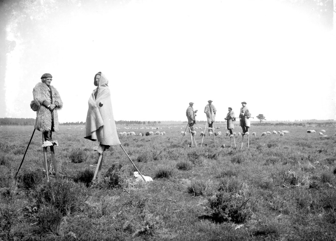 DrSueOosthuizen's tweet image. Félix Arnaudin's atmospheric late 19thC photograph of Gascon #shepherds on their stilts in #marshy pastures of Les Landes, SW of Bordeaux