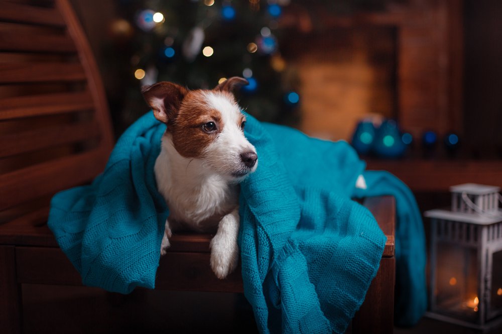 douglashallken's tweet photo. Have a great time this New Years Eve, remember if you have a pup to have a plan in place to ensure they're comfortable whilst you're out! https://t.co/UnmLvQ14Rv