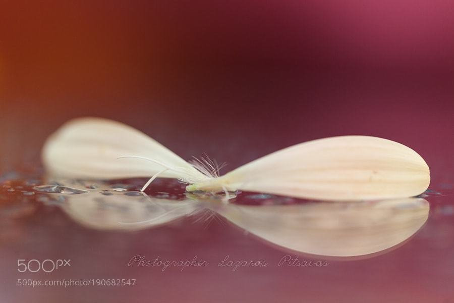 fotos365's tweet image. Popular on 500px : together by lazpitsavas