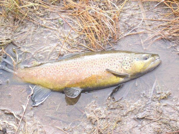 FlyCcs's tweet image. Check out this gorgeous trout!
#browntrout #flyfisihng #ccs