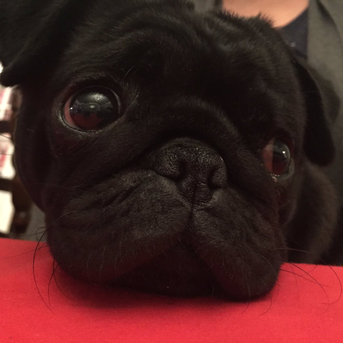 platothepug's tweet photo. Happy New Year! #pug #pugs #puglife https://t.co/adeHxvniol