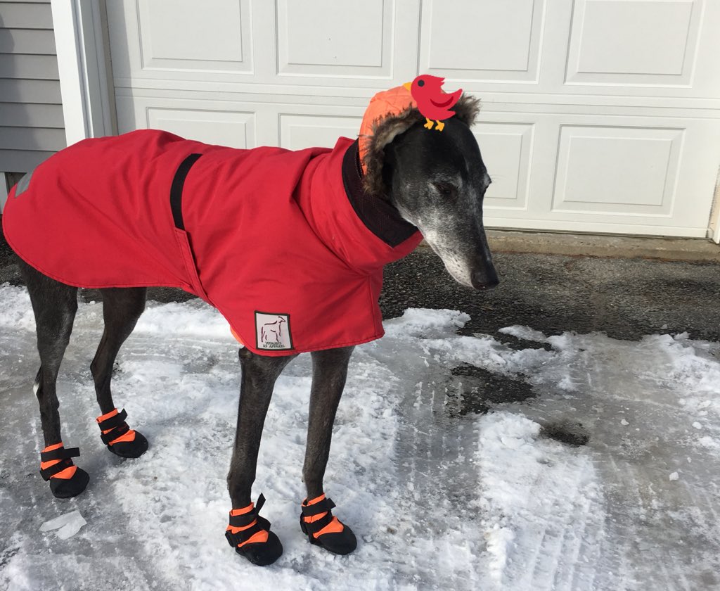 LifeWith_2Dogs's tweet photo. #winterfeels #adoptagreyhound #snowdog https://t.co/nRlUHGr7wE