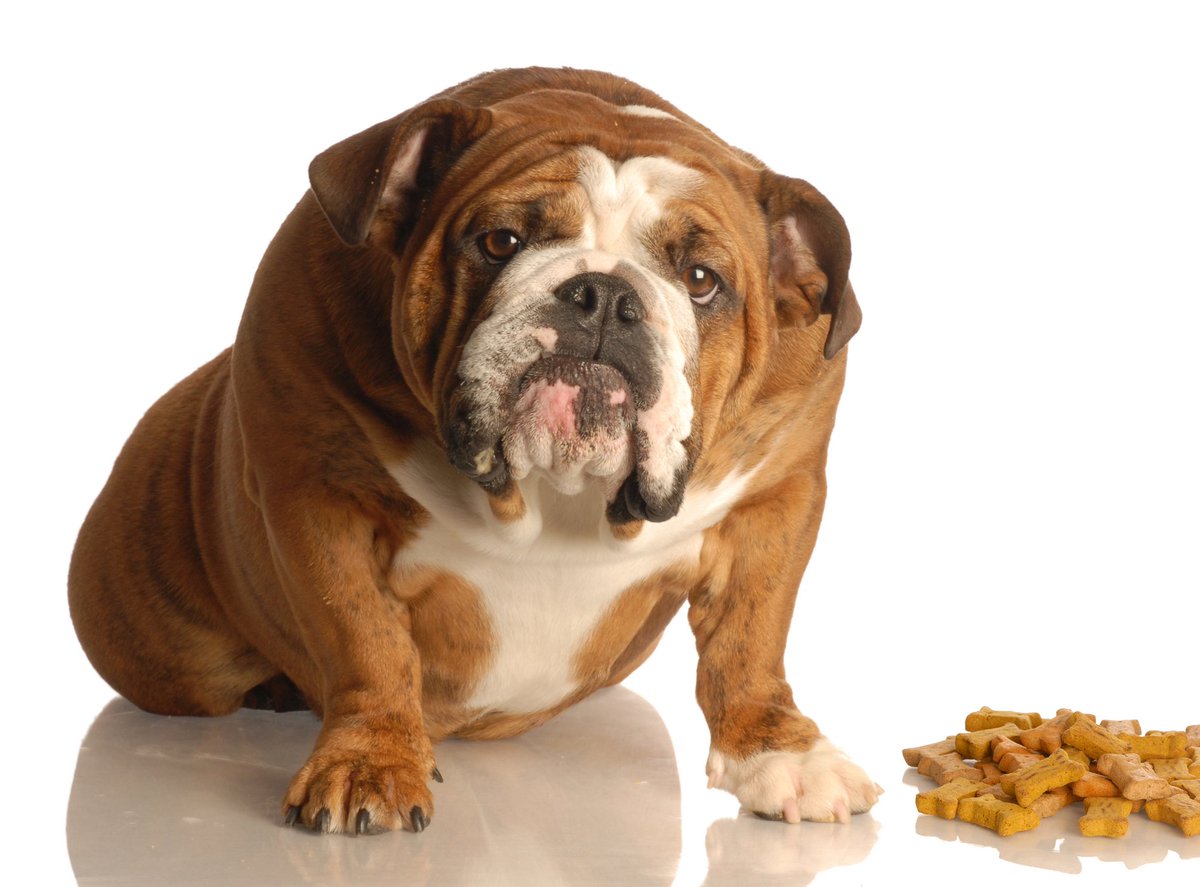 KayaBella_Love's tweet photo. Overweight dogs at risk of disease, shorter lifespan https://t.co/L2QFN7nLX4 #pets #dogs #canines #disease #petfood #pethealth #overweight https://t.co/l64UVpNrsf