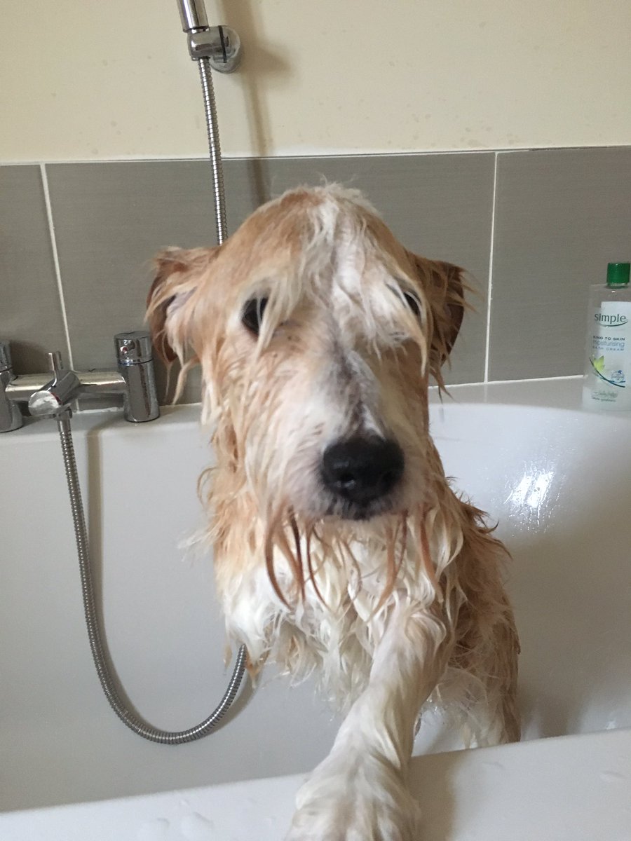 IAmTobyTheDog's tweet photo. Woof
Got me a bath - bearded one is a meanie and made me...
Happy new year humans! 
#cleanbits
#wheremybitchesat
#ihatethebath
#wheresmybone https://t.co/47JNmT6jzj