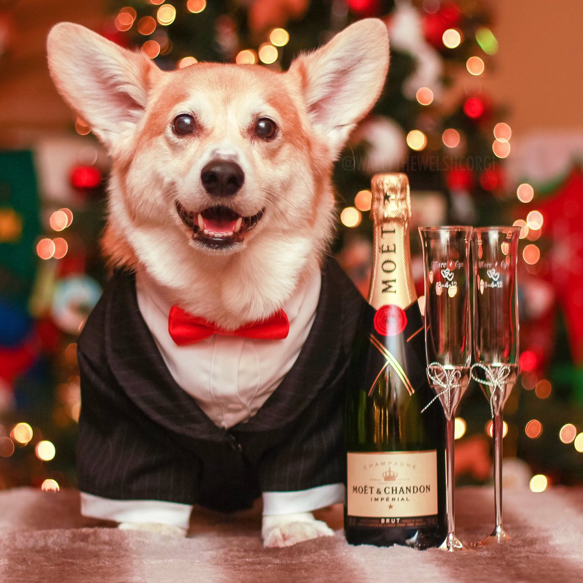 WallyWelshCorgi's tweet photo. Ears to the New Year! https://t.co/7mEEvuDSYB