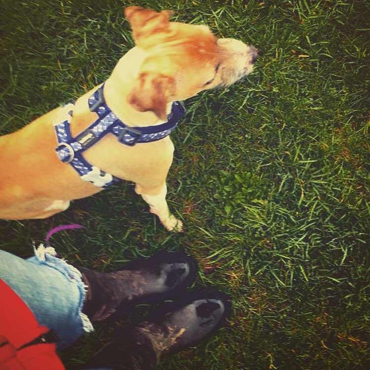 keeklloyd24's tweet photo. Walks with my main dog! #DogLover #mydog #winterwalks https://t.co/Kcs1UfqtCP