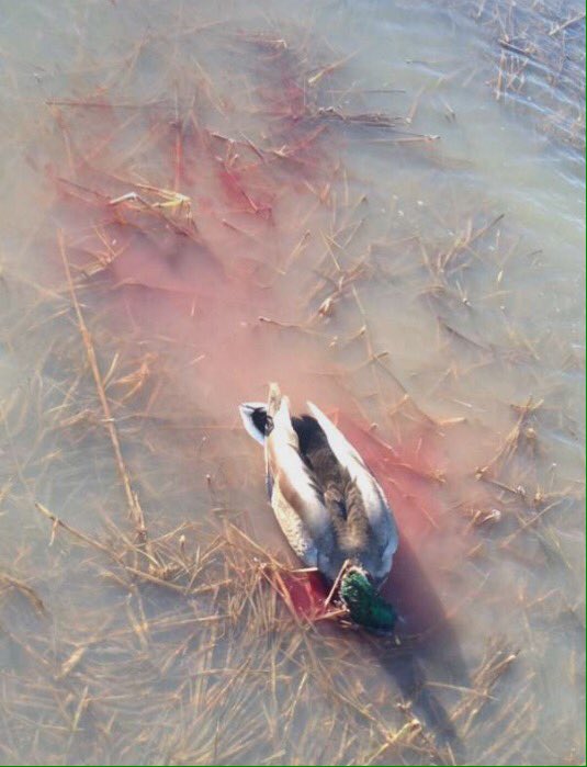 wings_outd's tweet image. Always a good morning when the ducks work your hole right. #wwoutdoors