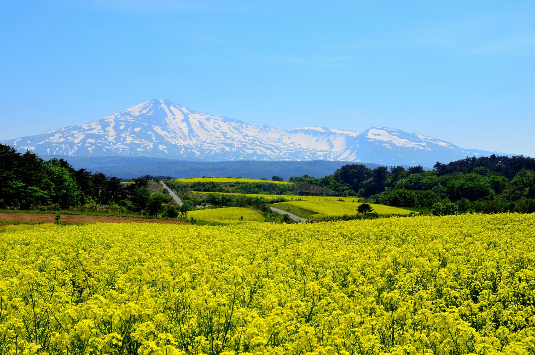鳥海高原菜の花まつり事務局 Chokai Nanohana Twitter