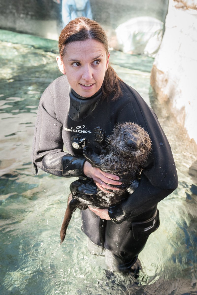 vanaqua's tweet photo. It was a special moment in 2016 when rescued pup Rialto "the world's cutest baby otter" arrived at #vanaqua: https://t.co/xas1pcYftn #VA2016 https://t.co/lxF2Kbz039