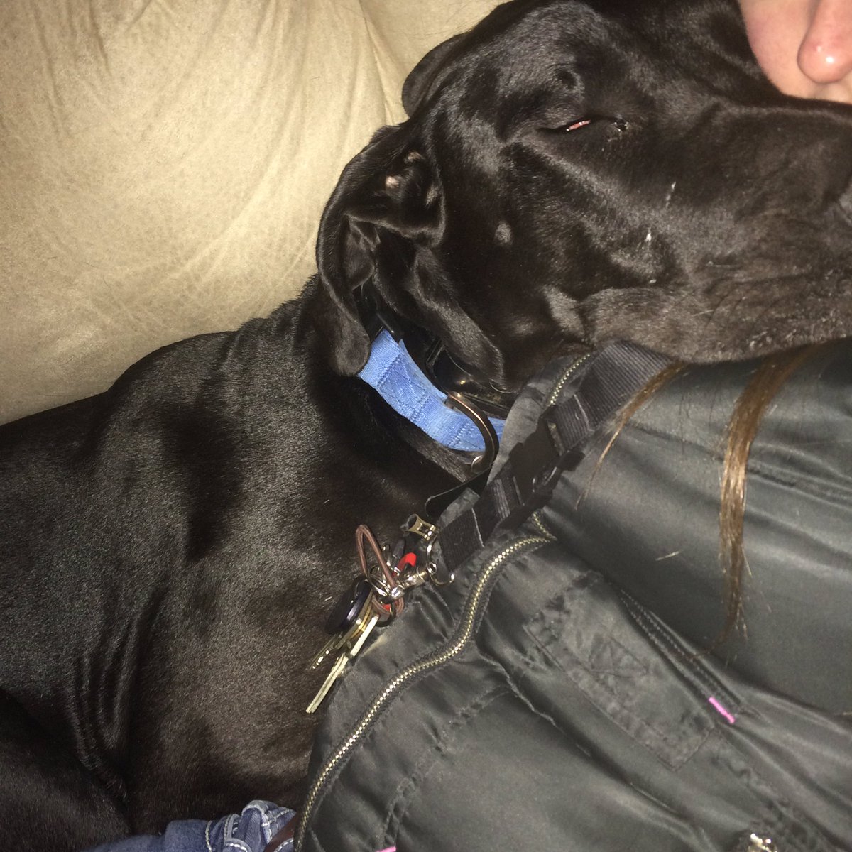 misslyssad's tweet photo. Horse-dogs are the best snuggle bugs in a love seat #Shadow #greatdane #imhisfavorite #littleprotector #dogblanket https://t.co/ZVfxJ4MbAt
