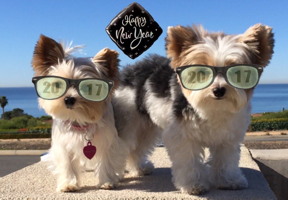 SugarBabyEnt's tweet photo. Here's to a great New Year 🎉🎉#moviedogs #NewYearsEve https://t.co/s3BVciPfAt