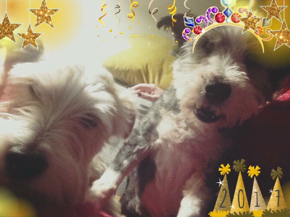 IAmTobyTheDog's tweet photo. Woof
#happynewyear
#Olliewithtiara
#imthesstar https://t.co/Kcdwjno5zv