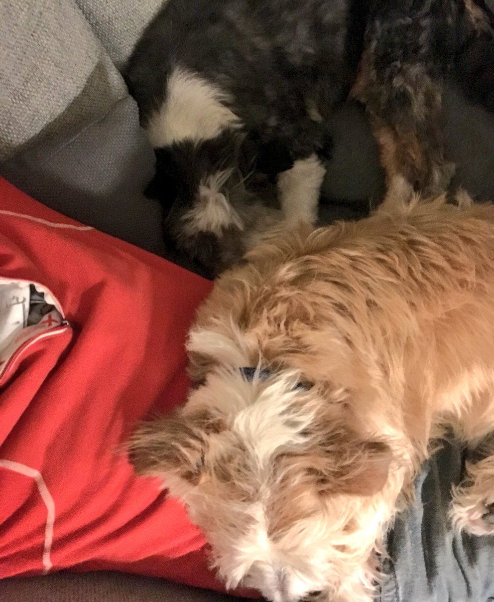 IAmTobyTheDog's tweet photo. Woof
#partydone
#dontlikefireworks https://t.co/M5momtyOGU