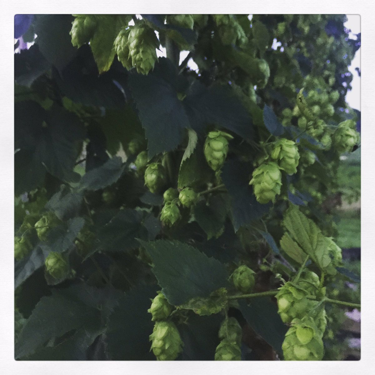 springcreekhops's tweet image. Merry met and merry part, I drink to thee with all my heart. #cheers #hops #inhops #ihga #drinklocal #homebrew #microbrew #newyear