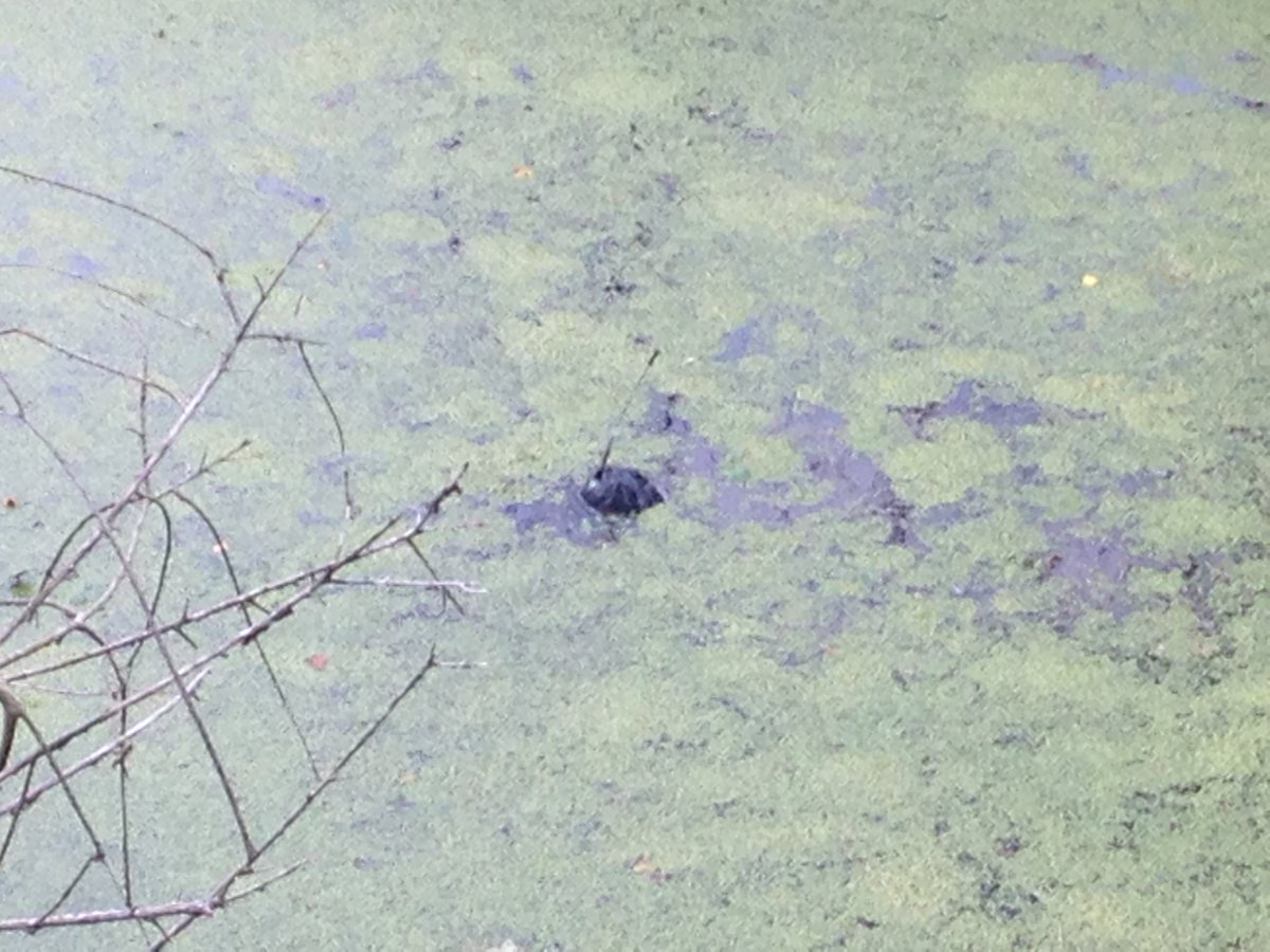 AbsLawson's tweet photo. Number of #ToCatchAGator units we see online tomorrow is a minimum, some may be underwater, in dens, other dense cover, or just being sneaky https://t.co/Erbe2laIwR