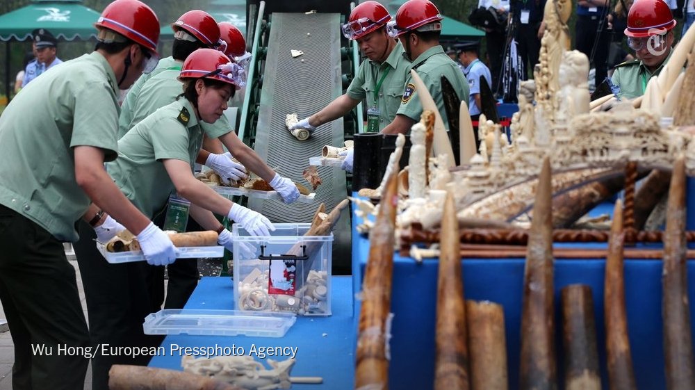 nytimesworld's tweet photo. Are the ivory wars over? A look at what China's decision to close its ivory market means. https://t.co/Vnov8xUpX7 https://t.co/00mlNESrOW