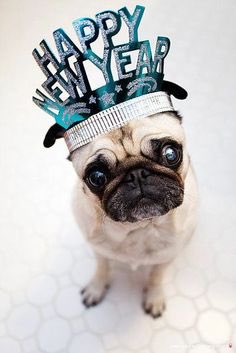 NunziaInsanity's tweet image. Are You Guys Ready for #2017 ? Happy New Year to all of the Awesome #FriendsofInsanity Stay with Us in #2017 for it will be #Rocking 🎶✌🏼️&amp;amp;❤️