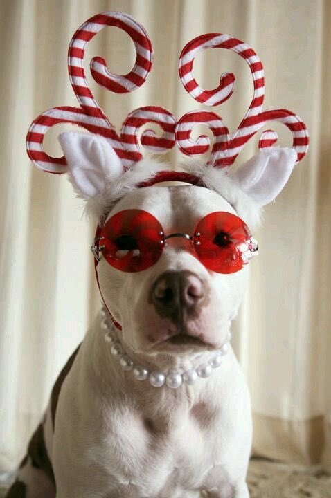 NunziaInsanity's tweet image. Are You Guys Ready for #2017 ? Happy New Year to all of the Awesome #FriendsofInsanity Stay with Us in #2017 for it will be #Rocking 🎶✌🏼️&amp;amp;❤️