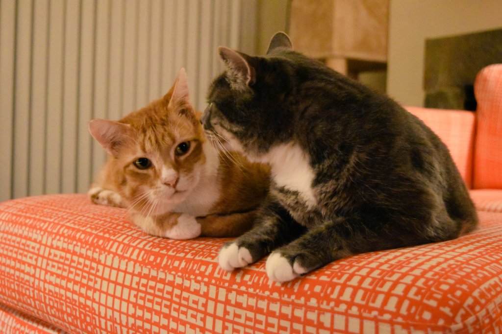Dent_the_cat's tweet photo. When it's a spicy secret https://t.co/ADLIxWudCX
