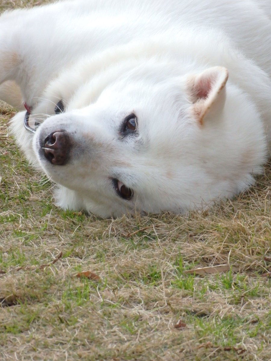 tororon0612's tweet photo. 愛犬
#カメラ好きな人と繋がりたい #OLYMPUS https://t.co/5bNpOTy5qN