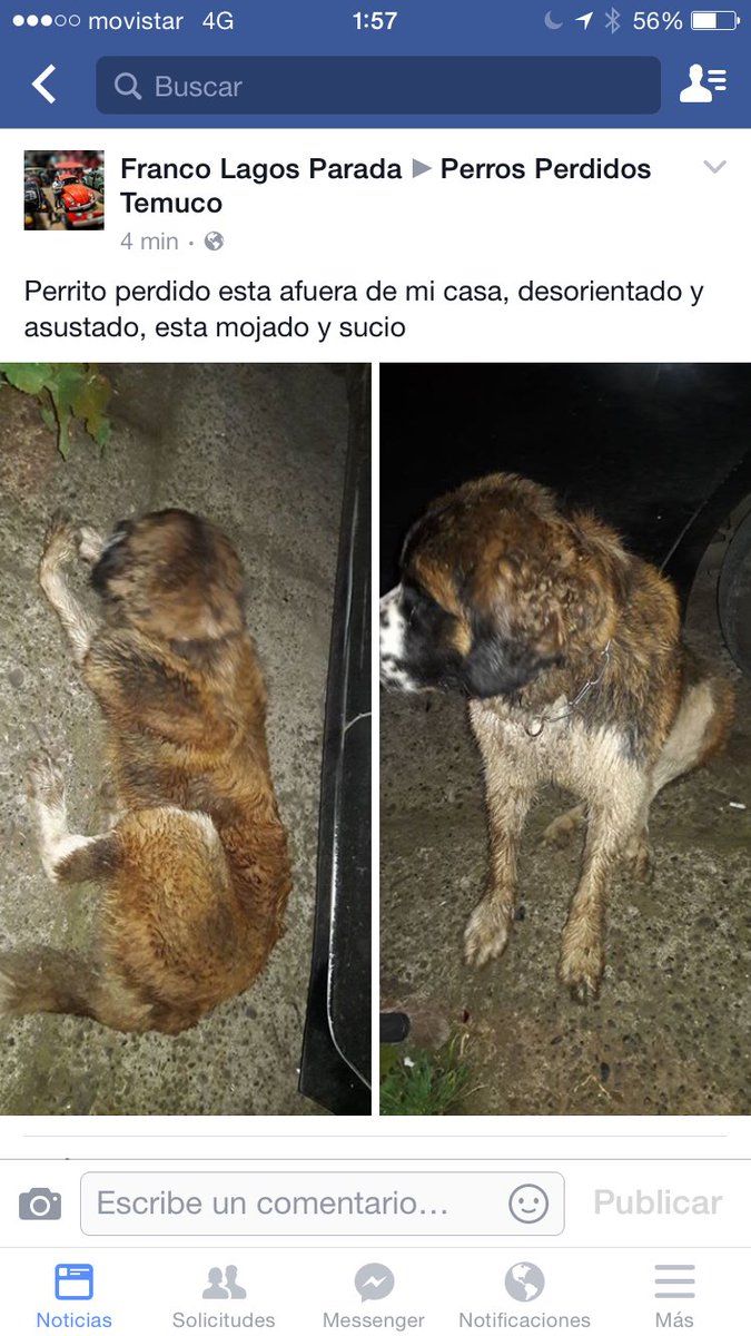Perrito encontrado, se busca a sus dueños!