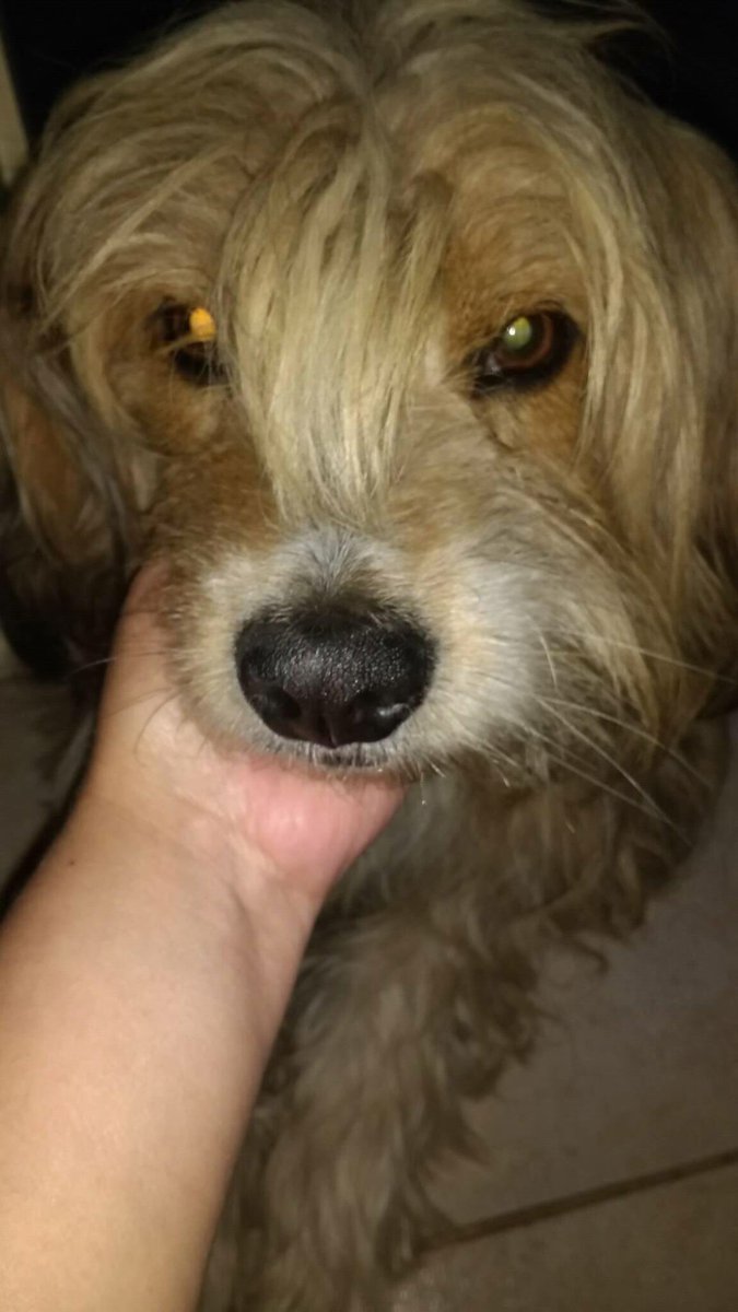 Perrito encontrado en calle Pedro Cartes sector Pueblo Nuevo. Sin collar. Se busca a sus dueños