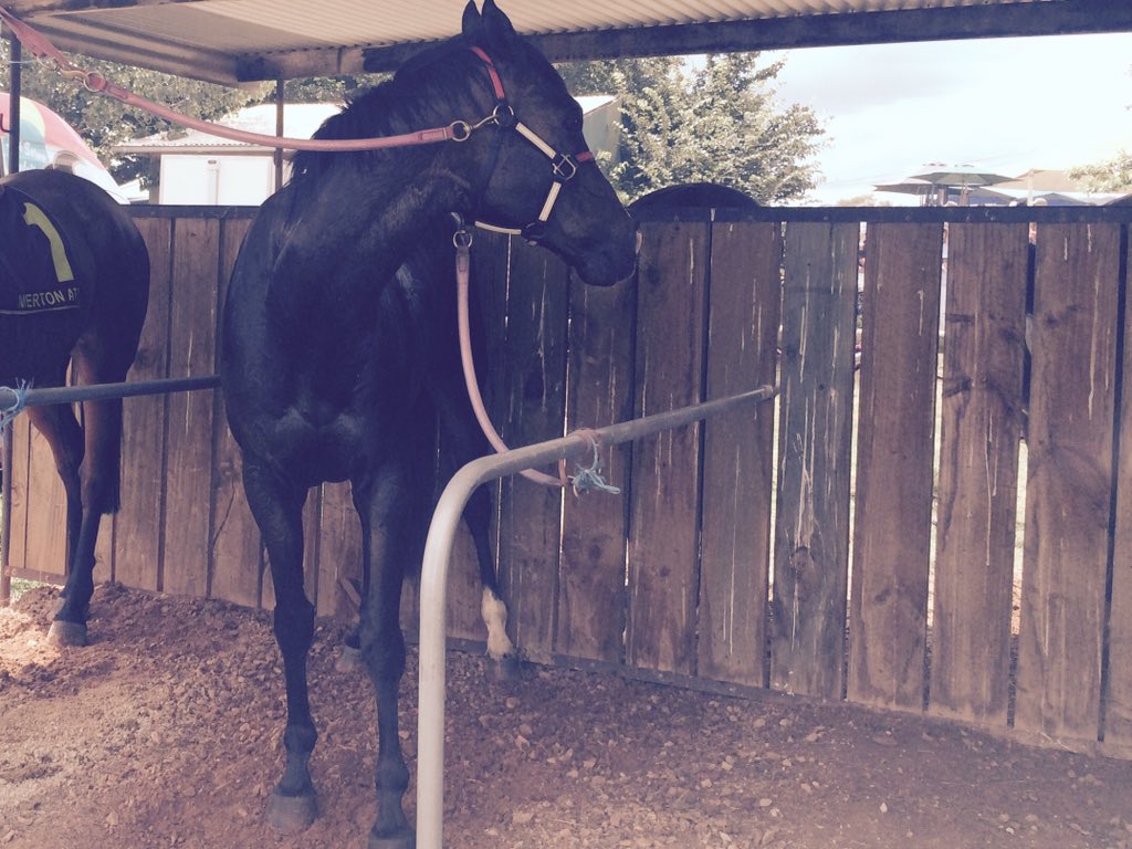 bradbishop12's tweet photo. Taqneen after his big win at Merton.
Mick Bell reckons he was dirty on all the Oscietra coverage.
"He won 'cause he had hurt feelings." https://t.co/DhWMh76kxs