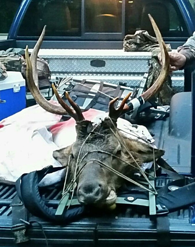 TrailCamNation's tweet photo. I'll start, western Oregon Roosevelt bull #Success2016 https://t.co/Ekpq5G0TS6