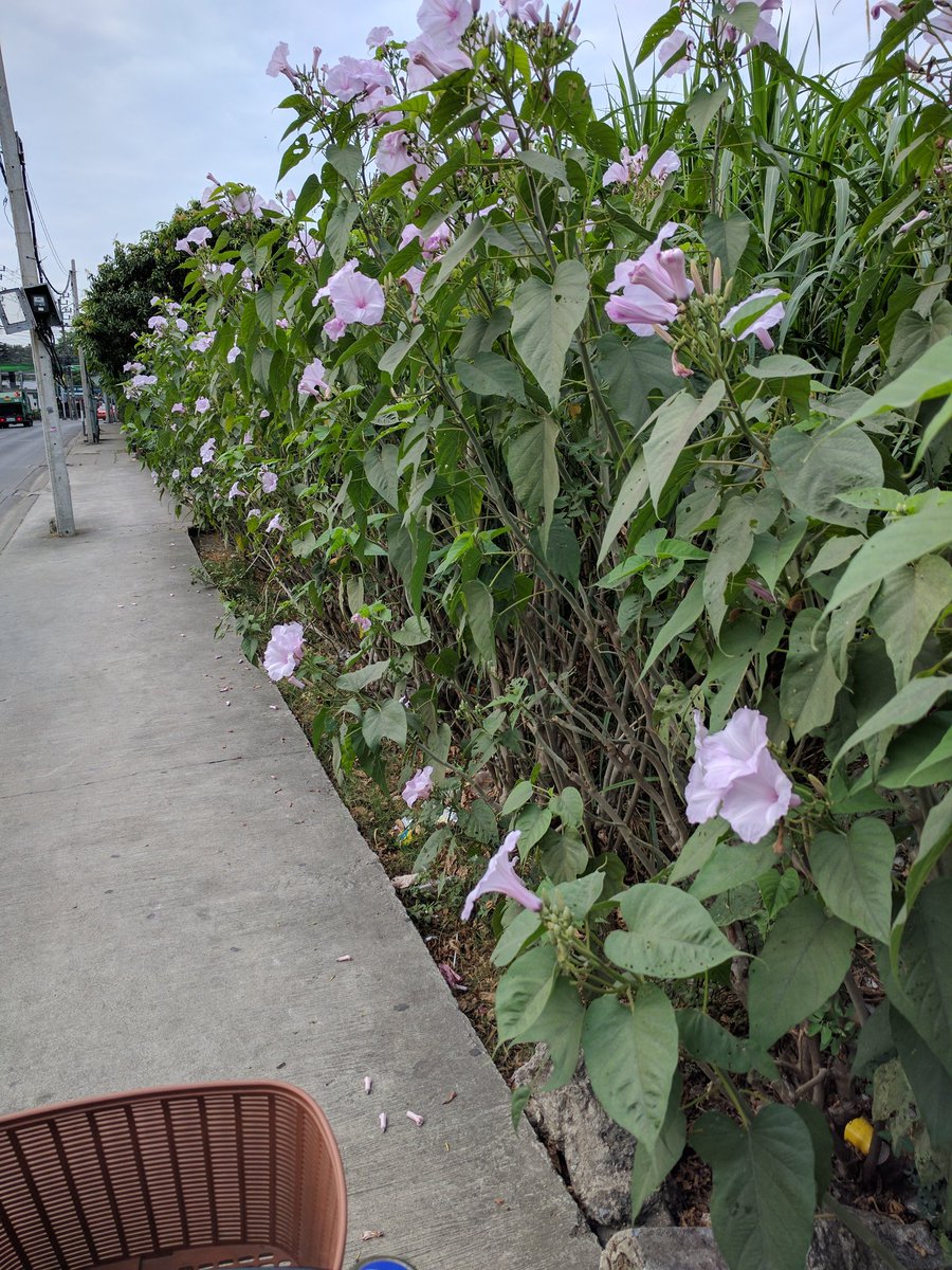 kronosboy's tweet image. This morning #firstdayof2017