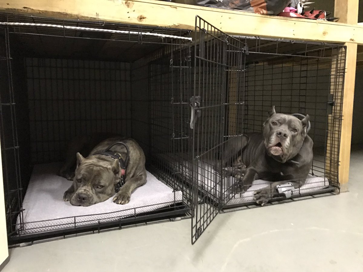 jaceevee's tweet photo. They're excited about their new room! #canecorso https://t.co/bnQHUsIpoc