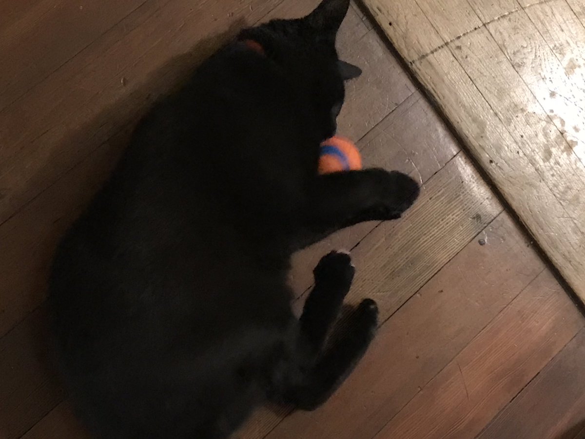 gogithedog's tweet image. nevermind. dr monkey was checking if i was weak. he now has my ball and i can&apos;t do anything about it