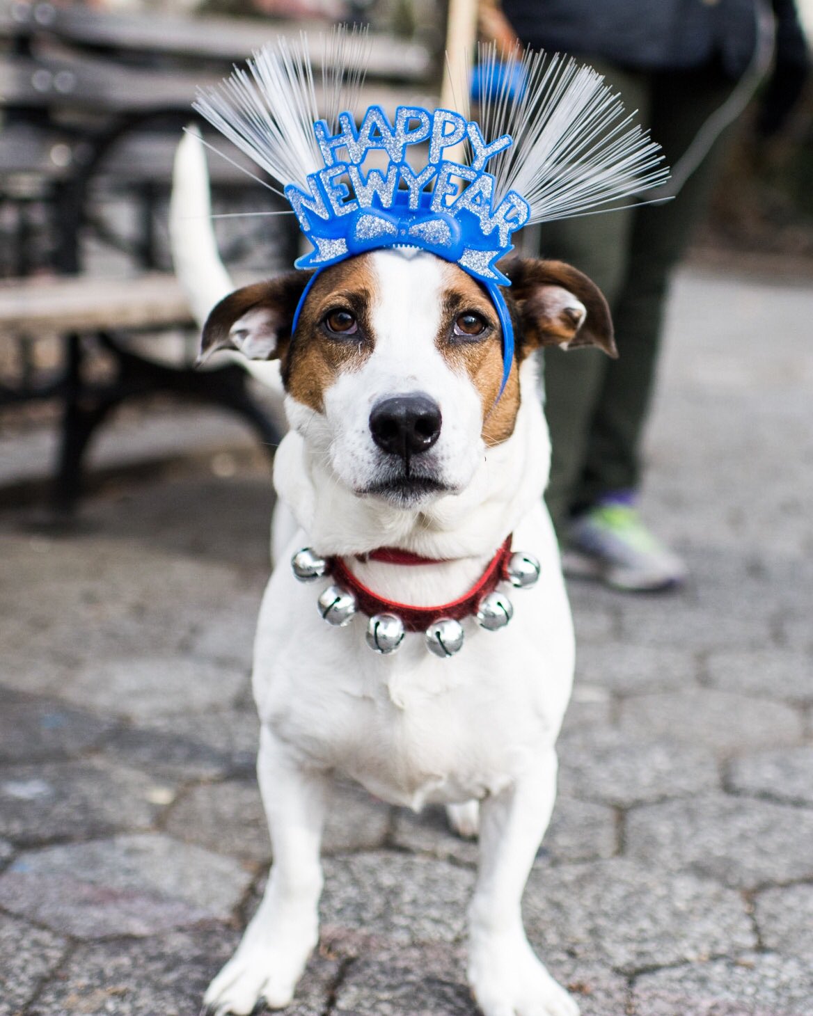 Jack Russell Basset Mix
